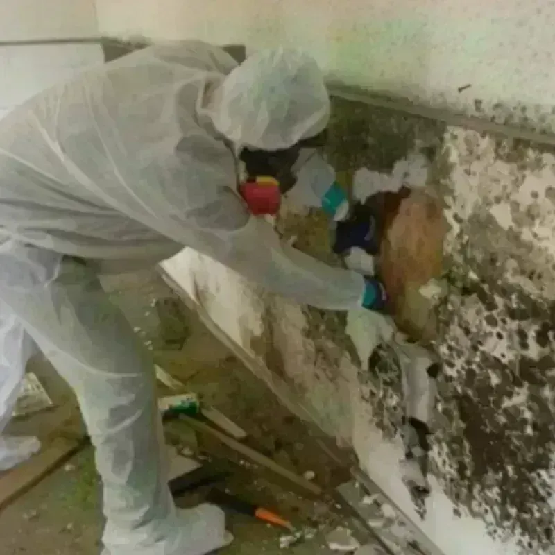 Mold Remediation and Removal in Glenwood, MN